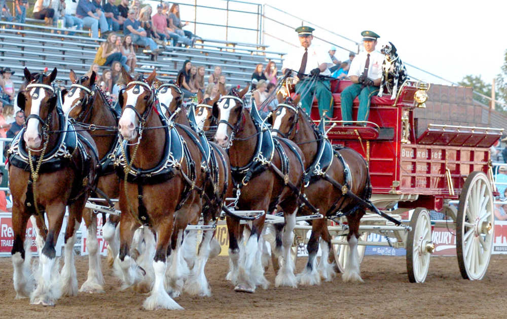 The Budweiser Clydesdales are back for Cardinals Opening Day